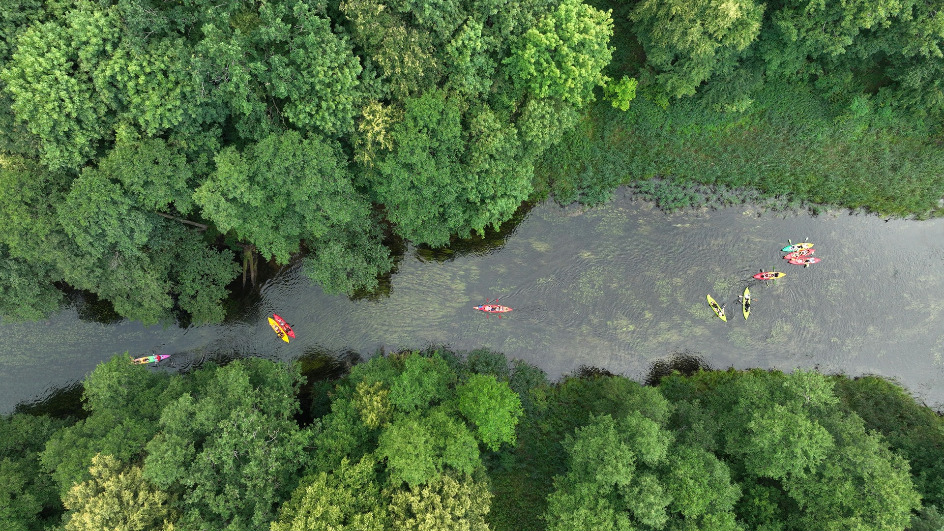 Kolorowe kajaki płyną rzeką otoczoną gęstym, zielonym lasem