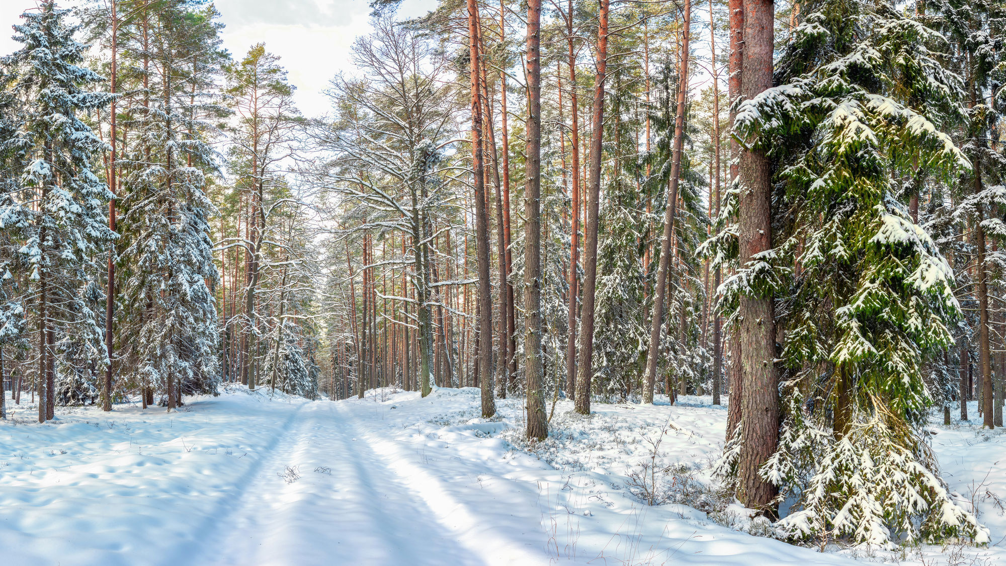 Ośnieżony las sosnowo-świerkowy z leśną ścieżką pokrytą śniegiem